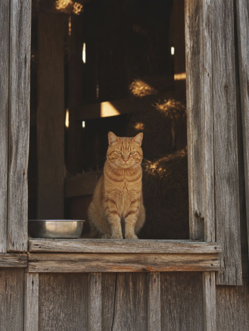 Orange tabby in a barn window