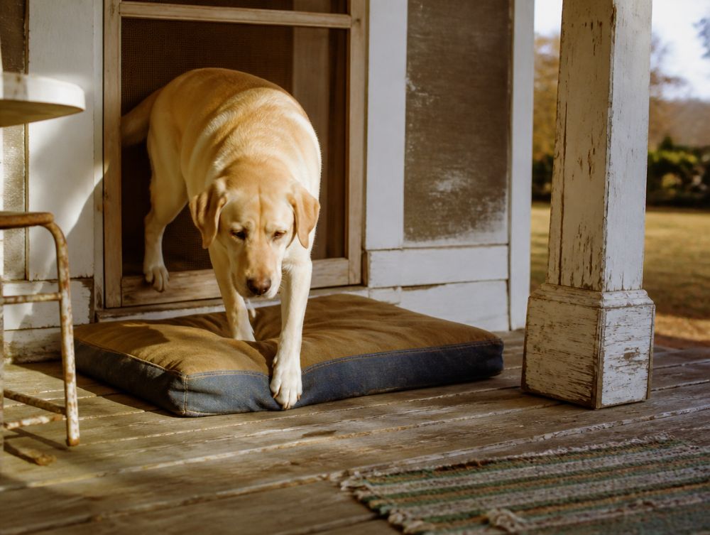 Canvas porch bed on weathered planks